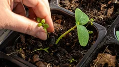 Co je nutné v březnu vysít na sazenice: zkušení zahrádkáři už jsou v plné práci