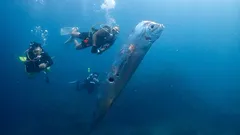 „Nikdy jsem nic takového neviděla“: v Mexiku se na břeh vyplavily vzácné ryby soudného dne