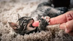 Kotě kouše a škrábe? Jak ho jemně odnaučit tomuto zlozvyku