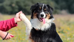 Od chaosu k disciplíně: jak proměnit výcvik v oslavu pro psa