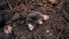 Přiveďte k varu a nalijte do nory – krtci hned utečou z pozemku