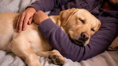 Záhadné chování psů: 3 důvody, proč se tisknou ke svým páníčkům