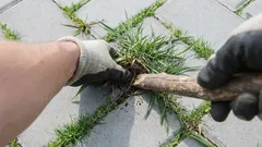 Jak se navždy zbavit plevele mezi dlaždicemi: rychlé řešení se skrývá v kuchyni