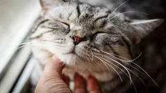 Předení u koček: Vrní opravdu všechny? Odborníci dospěli k nečekanému závěru