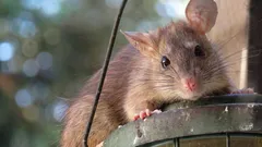 Jak ochránit kompost před krysami: co do něj nedávat a co opravdu funguje