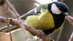 Vědci po 75 letech výzkumu objevili v písních sýkor něco podivného a „lidského“