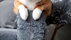 Jemnosti kočičí psychologie: víte, proč kočky škrábou tapety a nábytek?
