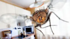 Co je důležité udělat na jaře: jedna přísada vás doma zachrání před mouchami a larvami