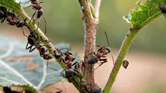 Mravenci a mšice zmizí beze stopy: jednoduchý trik je odradí lépe než chemikálie