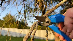 Zahradnické nůžky počkají: 6 rostlin, které se v březnu nikdy nesmí stříhat