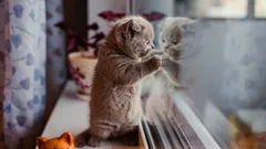 Jak dlouho může kočka zůstat sama? Zoolog dal jednoduchou odpověď