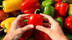 Která paprika je zdravější – červená, žlutá nebo zelená? Experti udělali tečku za sporem