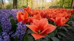 Jaké květiny vysadit v březnu: nejlepší volby pro pestrý letní záhon