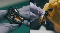 Kyborgoví švábi nastoupili do služeb armád NATO – čeho jsou schopni?