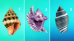 Vyberte si jednu mušličku – test odhalí vaši skutečnou povahu