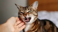 Mýtus o kočičí pomstě: co se ve skutečnosti skrývá za jejím špatným chováním?