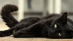 Kočka vleže tluče ocasem o podlahu: zoolog odhalil příčinu tohoto signálu