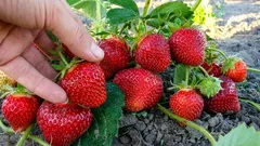 Sklizeň jahod se zdvojnásobí: schéma výsadby, které mnozí ignorují