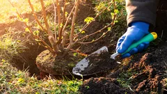 Nejhorší chyba zahradníka: 10 keřů, které nikdy nesázejte u domu