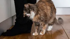 Proč se kočky rády otírají hlavou o své majitele: zoolog odhalil význam tohoto gesta