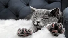 Proč kočka přešlapuje tlapkami na svém majiteli: zoolog odhalil skutečný důvod