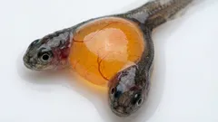 Dvě hlavy a jedno tělo: vědci náhodou objevili vzácné siamské dvojčata